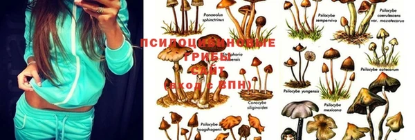 прущая мука Арсеньев
